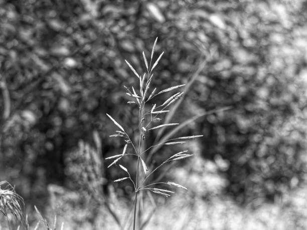 istock wild grass in summer in the garden 1197105671