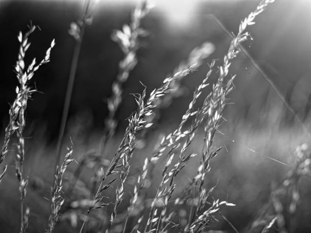 istock wild grass in summer in the garden 1197105690