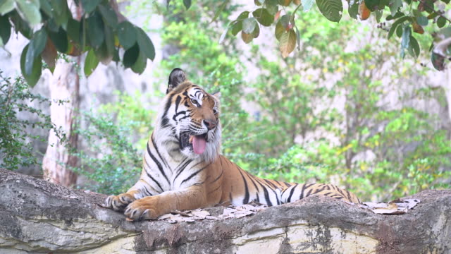 Siberian Tiger Free Stock Video Footage Download Clips Animals
