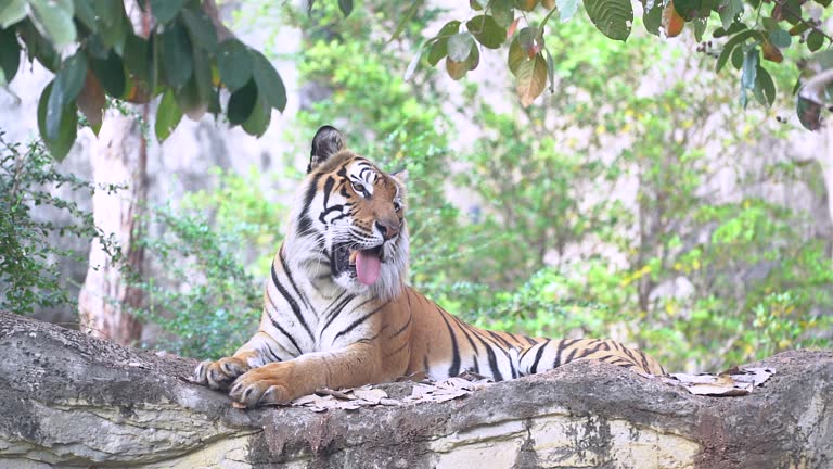 Siberian Tiger Free Stock Video Footage Download Clips Animals Siberian Tiger Free Stock Video Footage Download Clips Animals