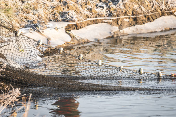 Several fishermen pull in his nets full of fish during the winter period