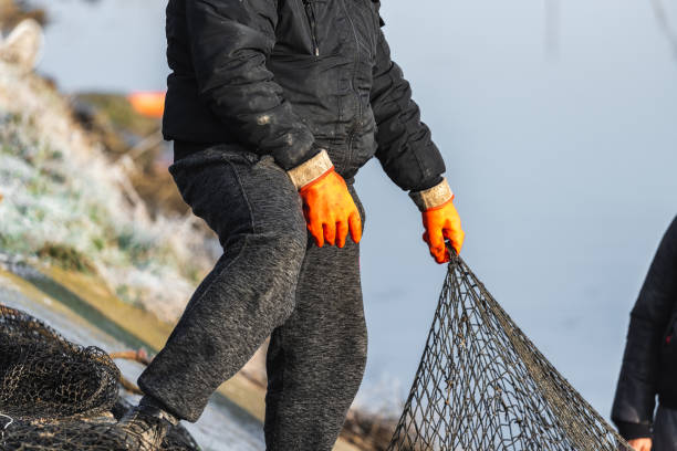 istock Several fishermen pull in his nets full of fish during the winter period 1197108416