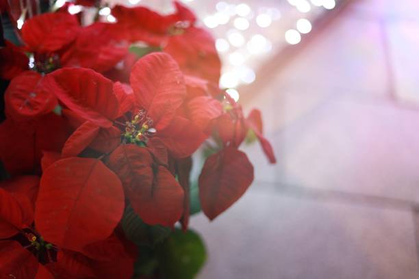 istock Xmas lights decorated with Christmas New year 1197108526