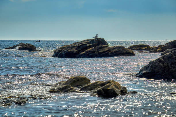 istock Seagulls in the sea on the rocks 1197109564