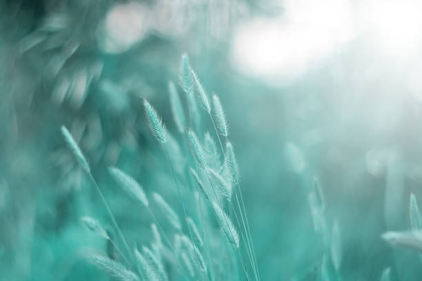 istock Green spikelets of grass in sunlight on a beautiful blurred natural background. Selective focus. Delicate spring image. 1197109838