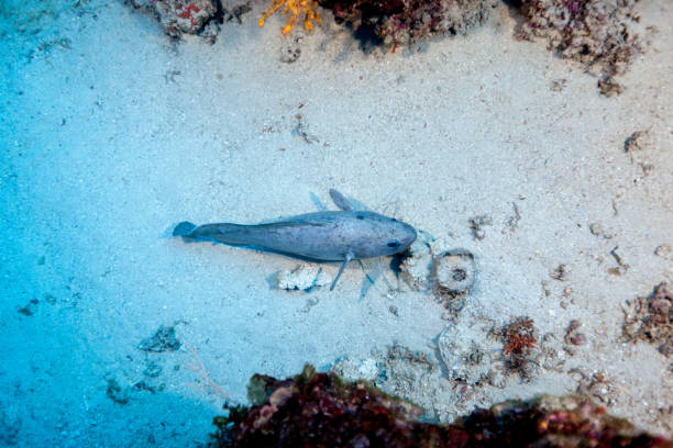 The bearded cusk eel, Brotula multibarbata, is in the order Ophidiiformes and not a true eel