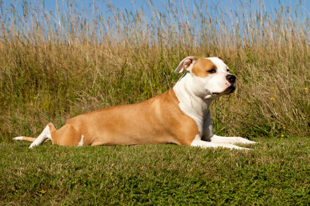 istock american staffordshire terrier 1197109967