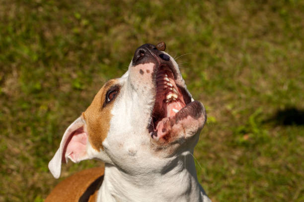 istock american staffordshire terrier 1197110603