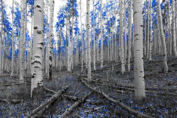 Blue trees in a surreal black and white forest landscape