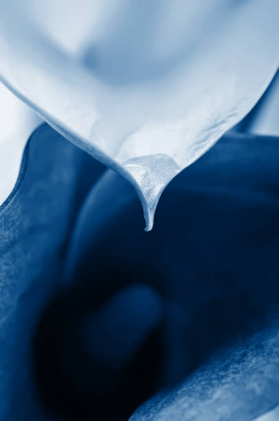 Macro of two calla flowers. Shallow depth of field. Focus on the flower with water drop. In trendy classic blue colors
