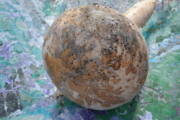istock dried organic gourd 1197113654