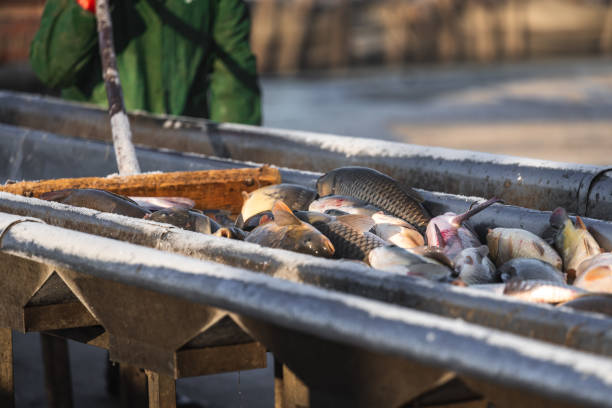 istock fishermen in production with their hands pick and sort fish 1197113830