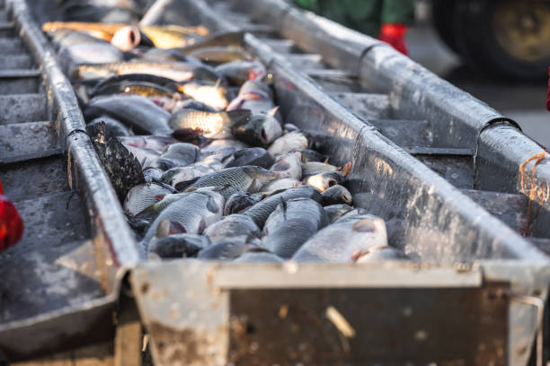 istock fishermen in production with their hands pick and sort fish 1197113988