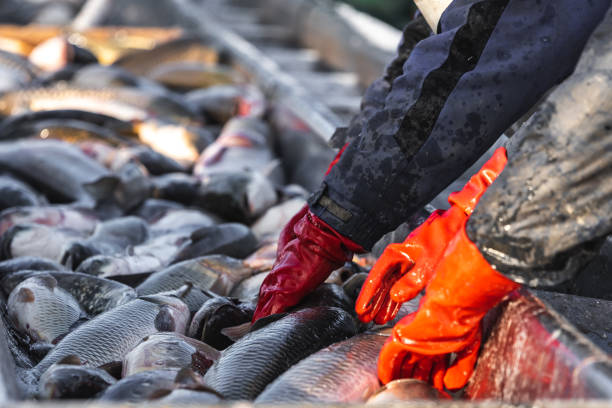 istock fishermen in production with their hands pick and sort fish 1197114531