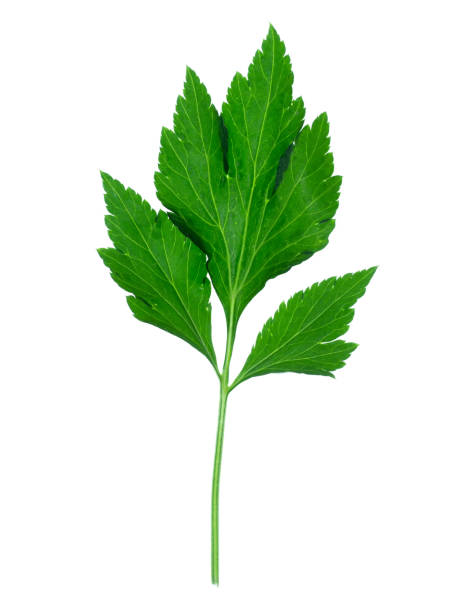 istock Close up White mugwort leaves 1197114715