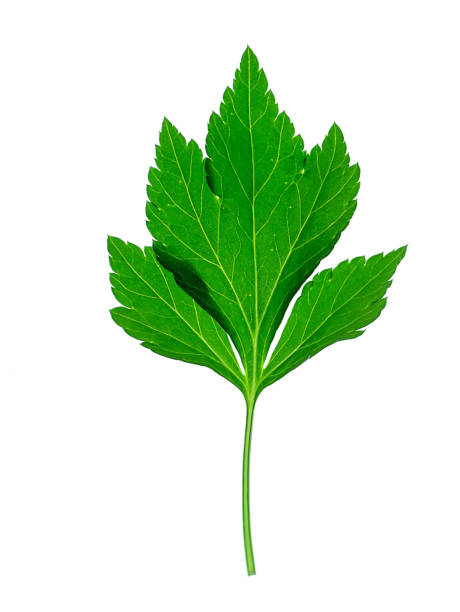 istock Close up White mugwort leaves 1197114773