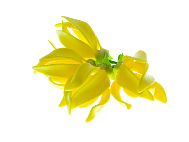 istock kantali champa on white background. 1197114789