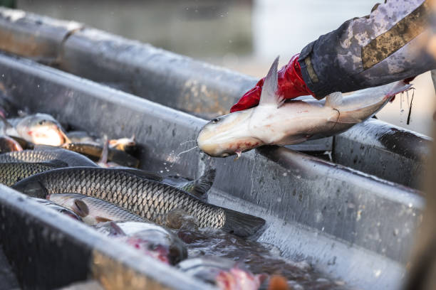 istock fishermen in production with their hands pick and sort fish 1197114923