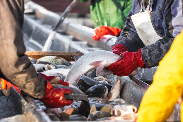 istock fishermen in production with their hands pick and sort fish 1197114939