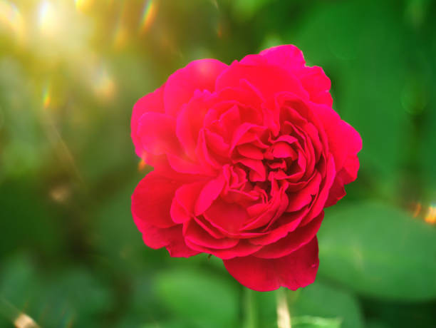 istock Red of Damask Rose flower 1197115240