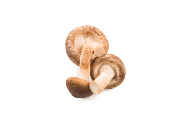 istock Shitake mushroom isolated on white. 1197116908