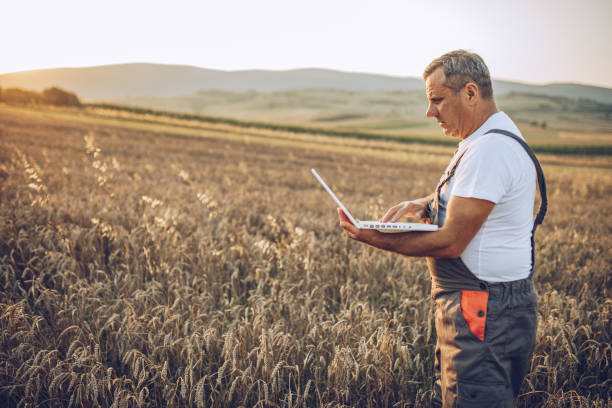 istock Old farmer in a wheat field at sunset 1197118239