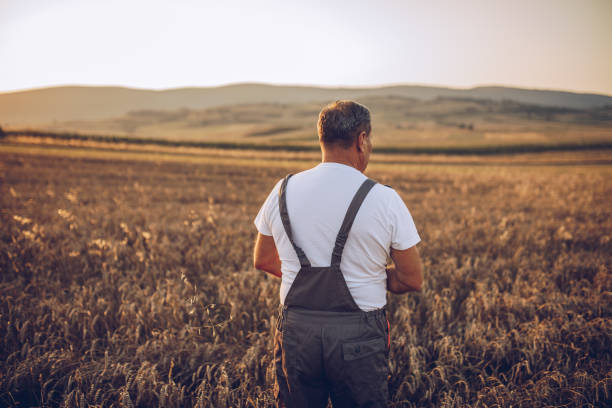 istock Old farmer in a wheat field at sunset 1197118296