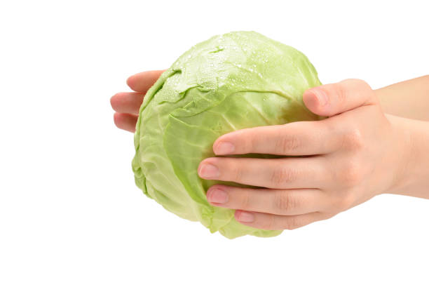 istock Cabbage in woman hand isolated on white background. 1197118401