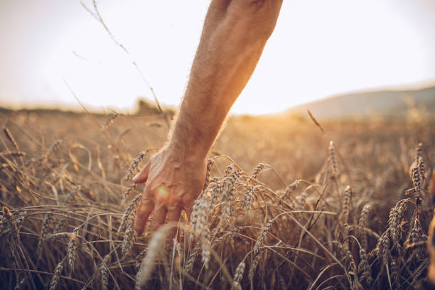 istock A man's hand touches a field of wheat 1197118558