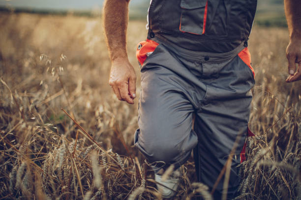 istock Old farmer in a wheat field 1197118628