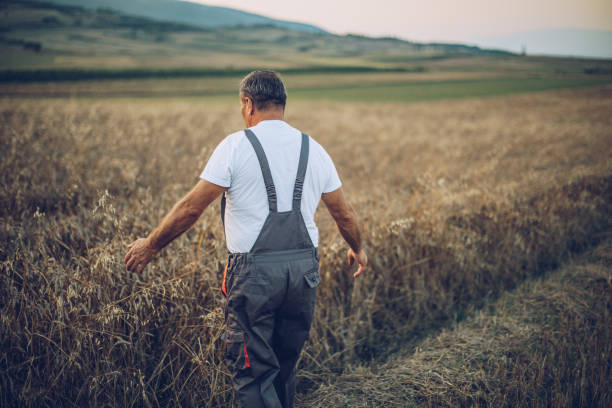 istock Old farmer in a wheat field at sunset 1197118663