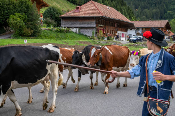 Charmey, Fribourg, Switzerland - 28 September 2019 : Farmers with a herd of cows on the annual transhumance at Charmey near Gruyeres, Fribourg zone on the Swiss alps