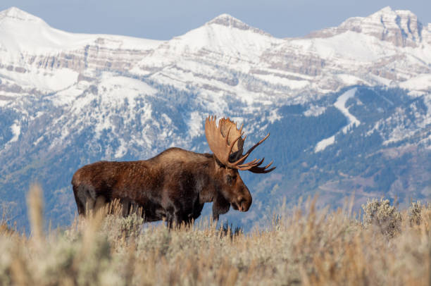 Bull Shiras Moose in Wyoming stock photo