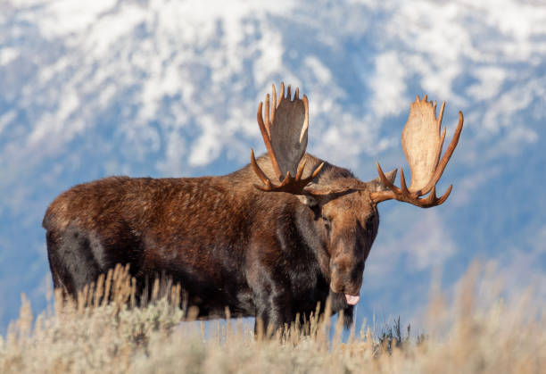 istock Bull Shiras Moose in Wyoming 1197120462