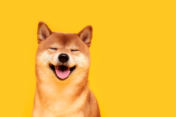 黄色の幸せな柴犬犬。赤毛の日本犬の笑顔の肖像画 - 柴犬 ストックフォトと画像