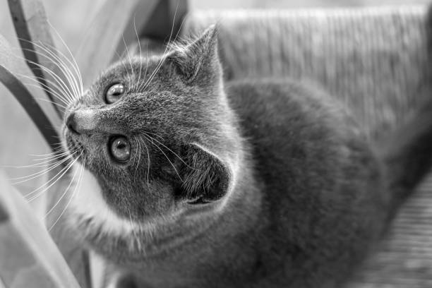 scottish cat head  isolated on black background