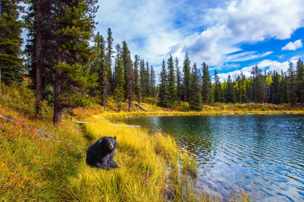 istock Black bear is resting near the forest lake 1197124330