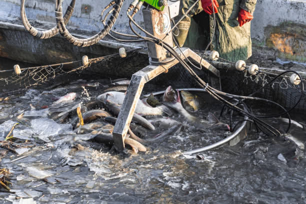istock fishermen take out the fish from the net with machine baskets 1197124421