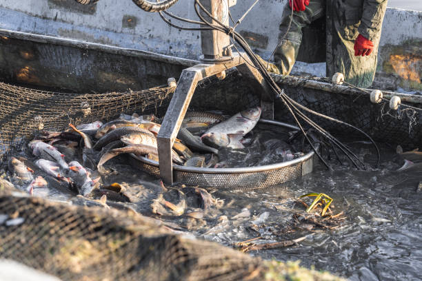 istock fishermen take out the fish from the net with machine baskets 1197124475