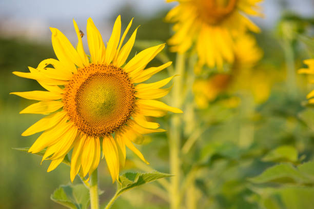 istock Sunflower on natural background 1197128646