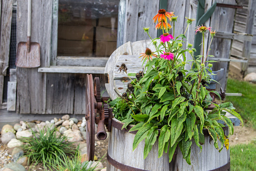 Exterior wooden wall of gardening shed with potted plants in the foreground.