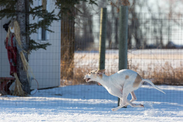 A white Purebred Porcelaine dog is shown running mid-stride in snow.