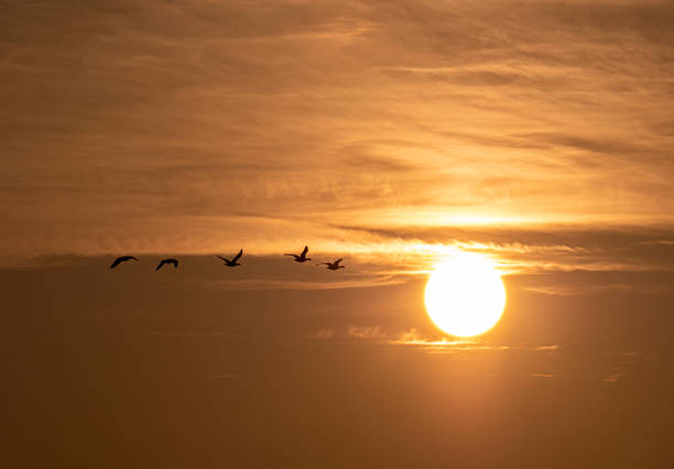 istock Winter morning in the polder 1197131984