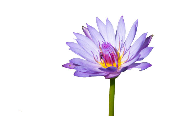 istock Purple lotus flower 1197133185