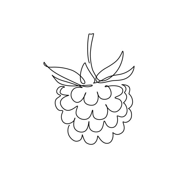 Raspberry fruit Raspberry fruit in continuous line art drawing style. Minimalist black linear sketch on white background. Vector illustration dewberry stock illustrations
