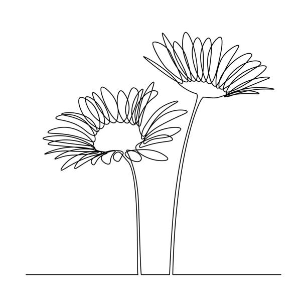 Camomile flowers Camomile flowers in continuous line drawing style. Black linear sketch on white background. Vector illustration flourish art illustrations stock illustrations