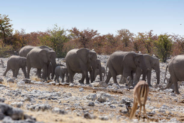 istock A view of elephant herd 1197134686