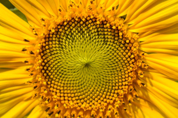 istock Sunflower blooming 1197134785