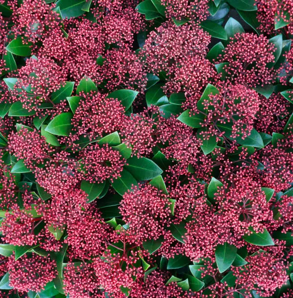 Beautiful red Skimmia Japonica Rubella plant with green leaves and red berries. Floral arrangement with red flowers background. Christmasplant, winterplant, out of a dutch greenhouse.
