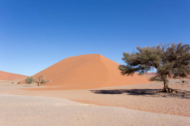 istock Beautiful red dune in the desert 1197135662